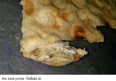 پیدا شدن مارمولک در نان سنگک