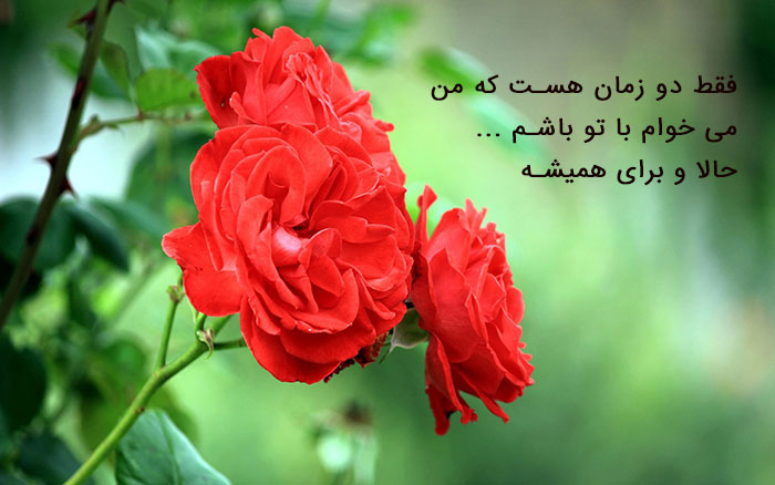 عکس پروفایل گل های خاص و زیبا