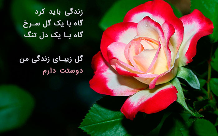 عکس پروفایل گل های خاص و زیبا