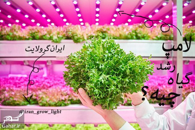 چراغ رشد گیاه برای گیاه دوستانی که منازل کم نور دارند!