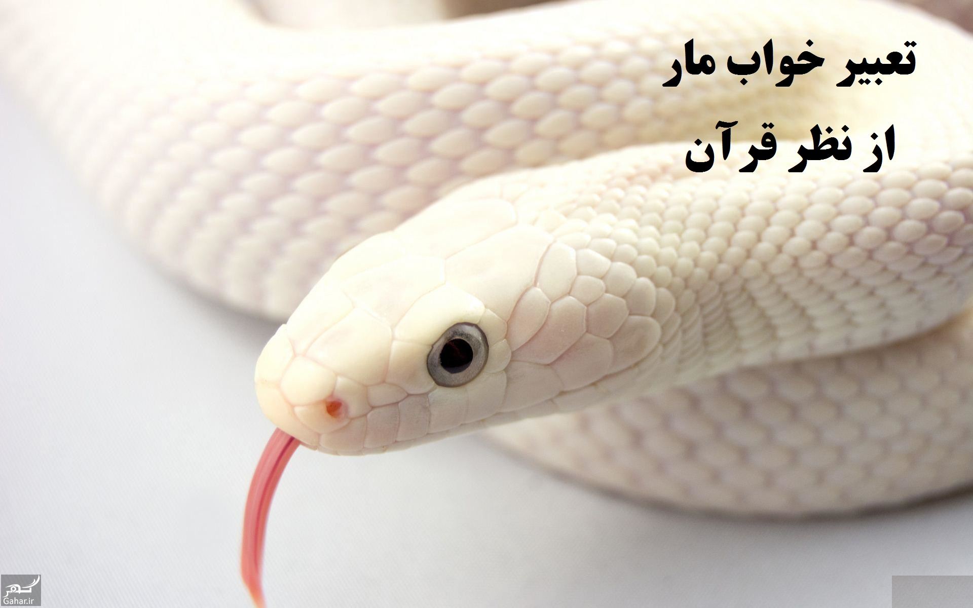 تعبیر خواب مار از نظر قرآن ،تعبیر خواب مار افعی – 10 تعبیر مختلف معبران