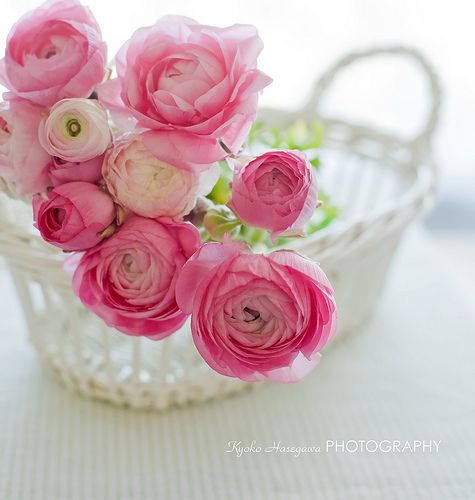 عکس گل های زیبا برای پروفایل