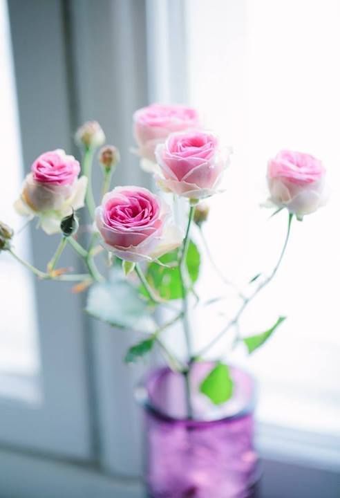 عکس گل های زیبا برای پروفایل