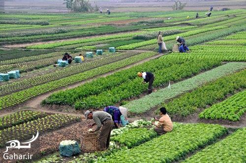 تبریک روز جهاد کشاورزی