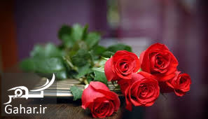 روش قلمه زدن گل رز + آموزش تصویری