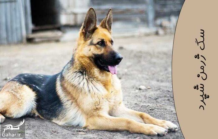 مشخصات سگ ژرمن شپرد اصیل