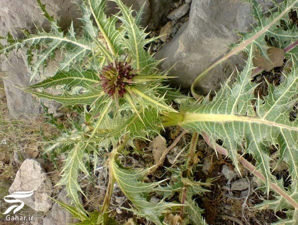 برگ کنگر برای سو هاضمه