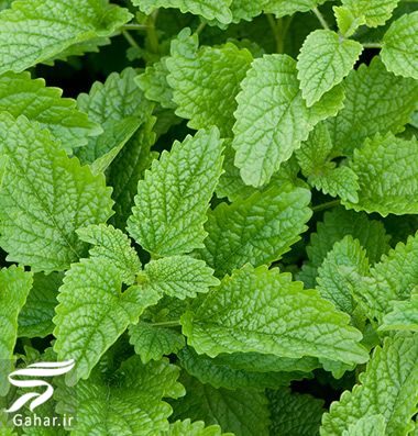 بادرنجبویه برای درمان سوء هاضمه