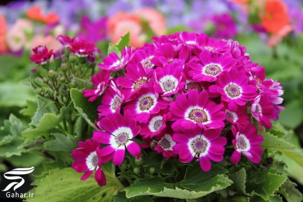 کاشت گل های مناسب فصل زمستان