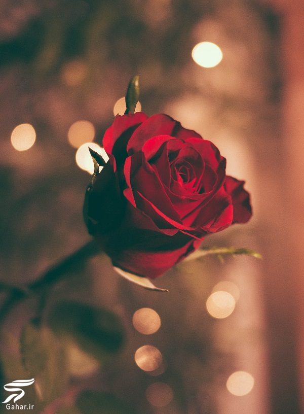 بهترین گل ها برای هدیه دادن و مناسبت ها کدامند؟