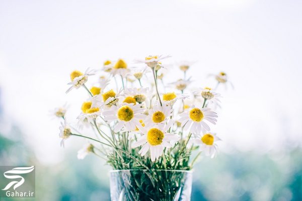 بهترین گل ها برای هدیه دادن و مناسبت ها کدامند؟