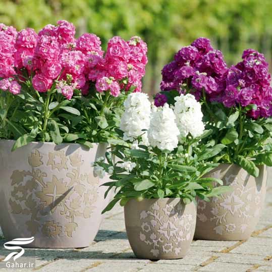 کاشت گل های مناسب فصل زمستان