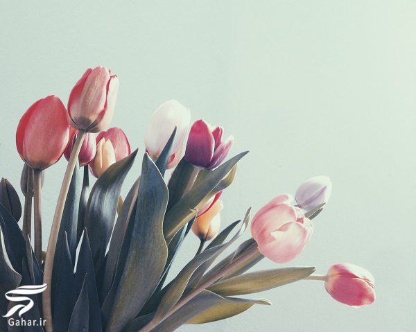 بهترین گل ها برای هدیه دادن و مناسبت ها کدامند؟