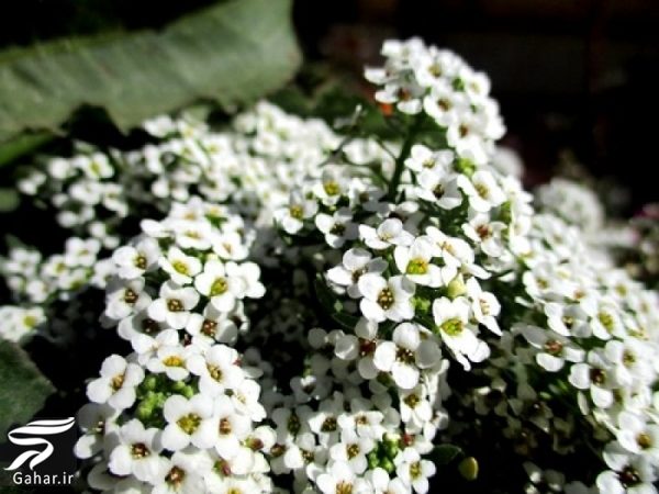 کاشت گل های مناسب فصل زمستان