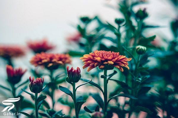 بهترین گل ها برای هدیه دادن و مناسبت ها کدامند؟