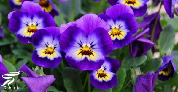 کاشت گل های مناسب فصل زمستان