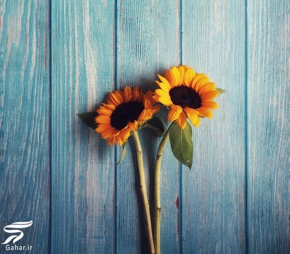 بهترین گل ها برای هدیه دادن و مناسبت ها کدامند؟