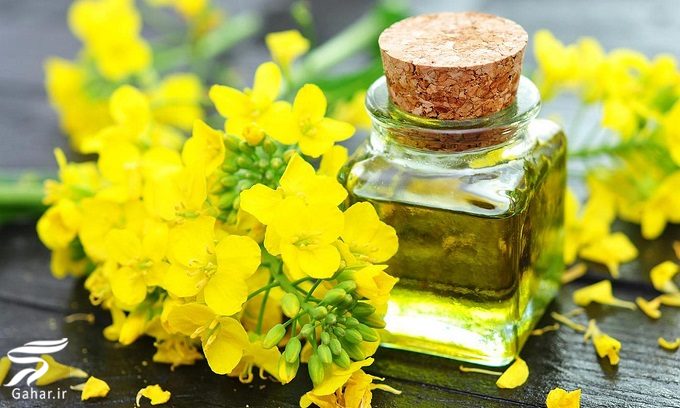 خواص شگفت انگیز روغن کلزا