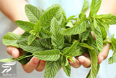 معرفی بهترین خوراکی ها برای مشکلات گوارشی