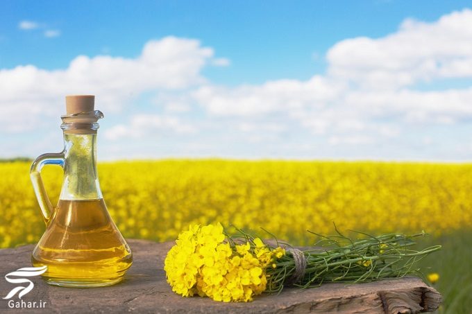 خواص شگفت انگیز روغن کلزا