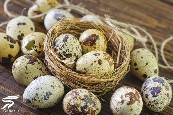 مهمترین خواص تخم پرندگان را بدانید