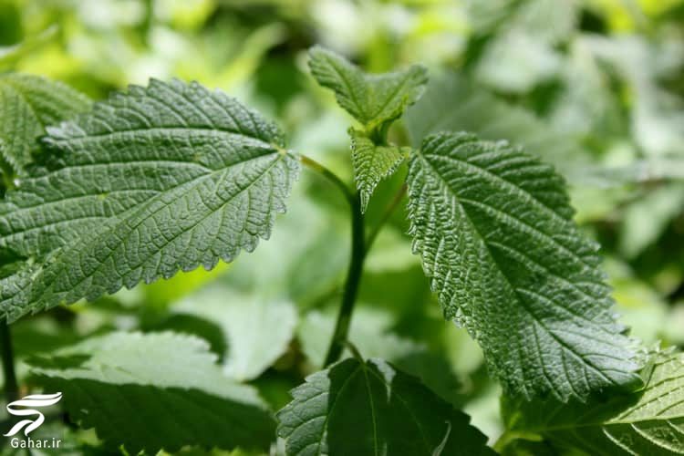 خواص دارویی و درمانی دمنوش گزنه