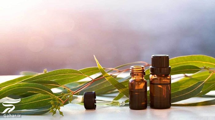 مهم ترین خواص روغن اکالیپتوس برای سلامت بدن