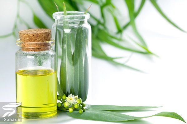 مهم ترین خواص روغن اکالیپتوس برای سلامت بدن