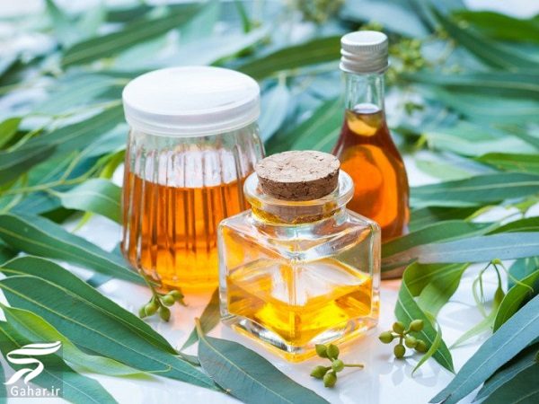 مهم ترین خواص روغن اکالیپتوس برای سلامت بدن