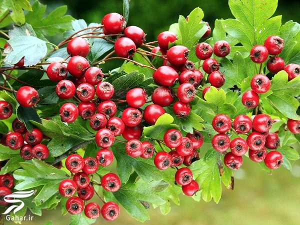 آشنایی با خواص عرق کیالک یا زالزالک