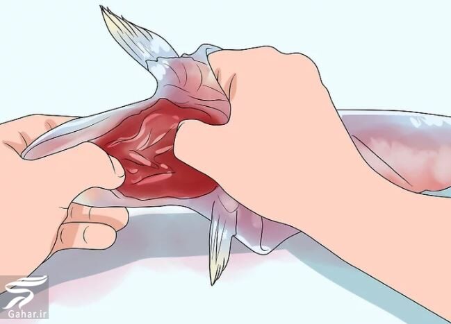 نحوه تمیز کردن ماهی به صورت تصویری و از بین بردن بوی آن