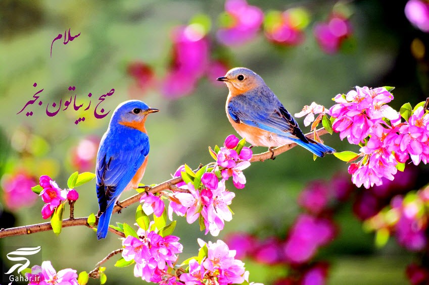 صبح بخیر بهاری جدید ; عکس و متن