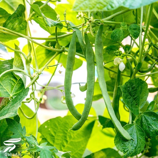 نحوه کاشت لوبیا سبز در باغچه و گلدان
