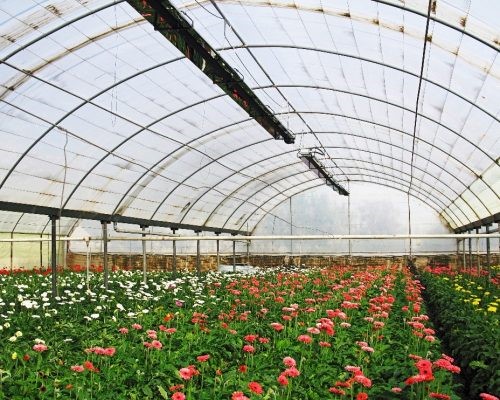 مزایای گرماتاب در گلخانه