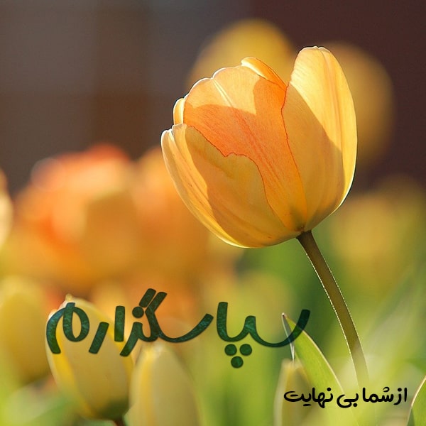متن تشکر از دوستان و آشنایان