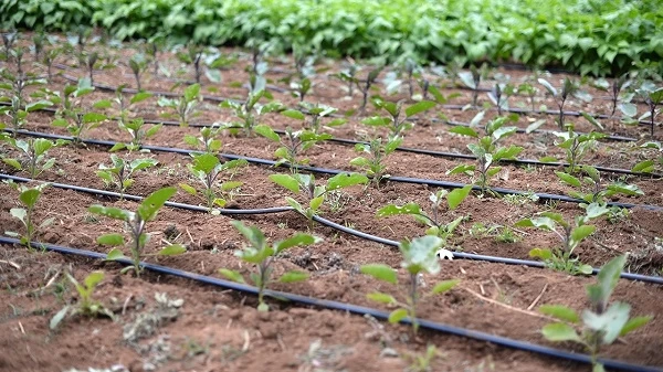 راهنمایی خرید نوار تیپ کشاورزی