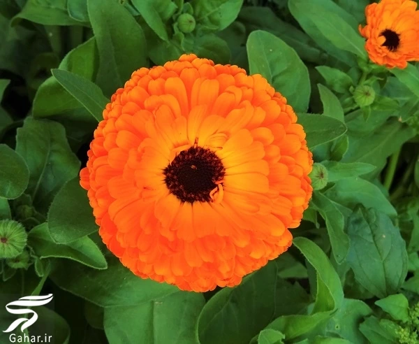 دارو گیاهی برای آبله مرغان
