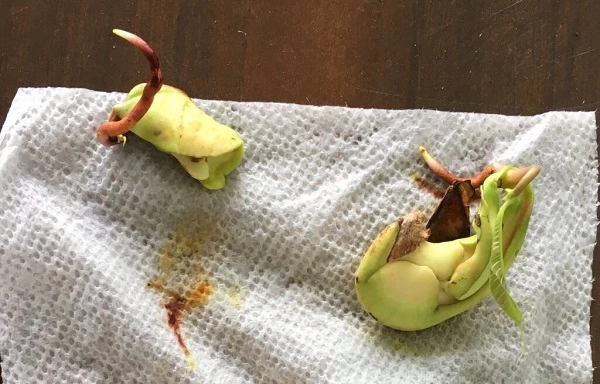 روش کاشت هسته انبه + آموزش تصویری