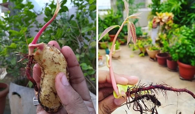 روش کاشت هسته انبه + آموزش تصویری