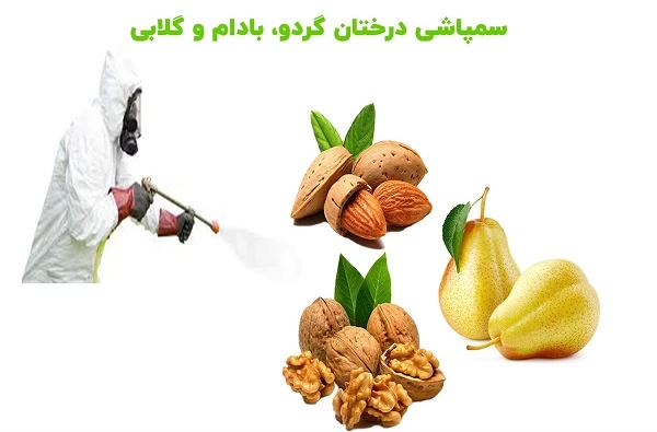 سم پاشی: بهترین روش محافظت از نهال های گردو، بادام و گلابی