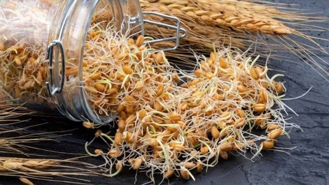 طرز تهیه جوانه گندم برای چاقی صورت