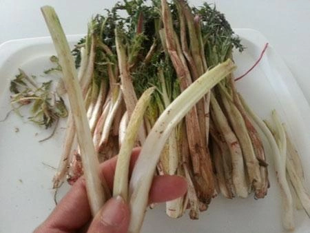 روش پاک کردن کنگر (ساده ترین روش + ارزش غذایی کنگر)